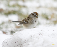 American Tree Sparrow